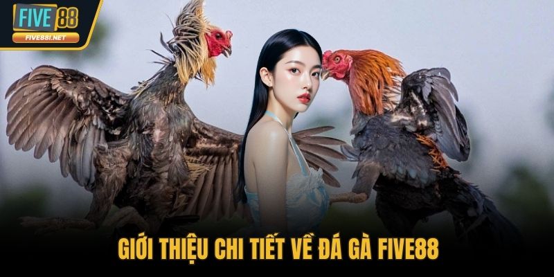 Giới thiệu chi tiết về đá gà FIVE88